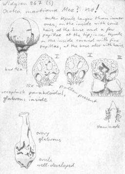 Vorschaubild Ocotea fasciculata (Nees) Mez